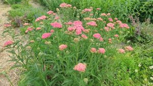 Начало цветения сортовых тысячелистников