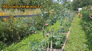 Плодовый сад на гряде. Первые яблоки. Сорт Нежность. Карликовый подвой