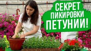 Первая и вторая пикировка петунии. Все, что нужно знать о пикировке петунии.