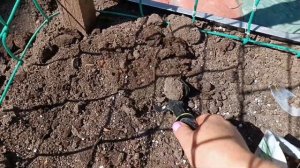 Огурцы-это просто!Сажаю семена огурцов в открытый грунт!