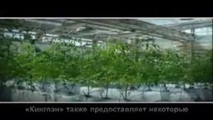 Хотите построить теплицу?