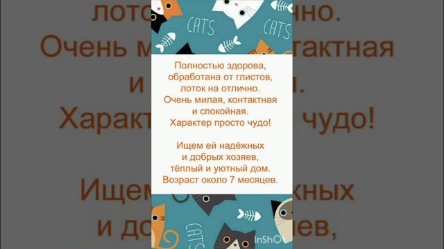 *ДОМА* Ласковая зеленоглазая красавица ищет дом.