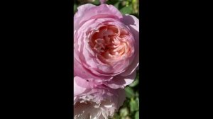 Голубой Нил