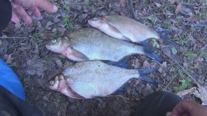 РЫБАЛКА НА ФИДЕР В ИЮНЕ. КРУПНЫЙ ЛЕЩ ПОПЕР, КАК ДАЛИ ТЕЧЕНИЕ НА РЕКЕ. СОСЕДИ НА САЗАНА