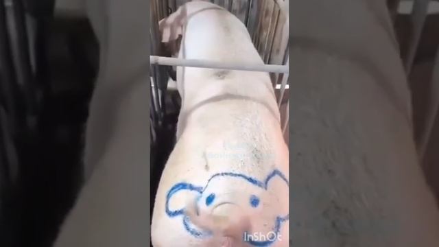 Деревенский прикол 😜ну,надоже додумались 🤣 слоника сделать 🙃