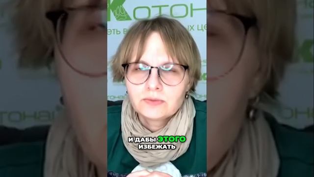 Как спасти питомца от анемии и эктопаразитов