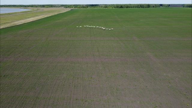 Природа и Лебеди с дрона