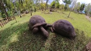 Остров Маврикий