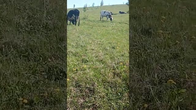 Начинающий фермер.