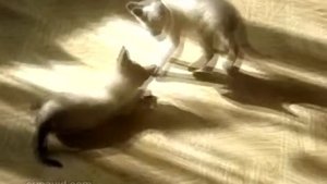 WWE - Cats Edition (рестлинг по кошачьи!)