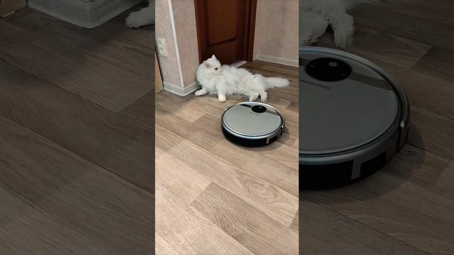 Белый кот Мартин в шоке от поведения робота.