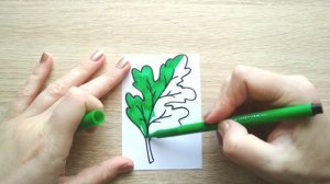 ЛИСТ ДУБА / раскраска ДУБОВЫЙ ЛИСТ / Нарисуй Ка