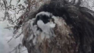 #свердловскийморскойволк #зима