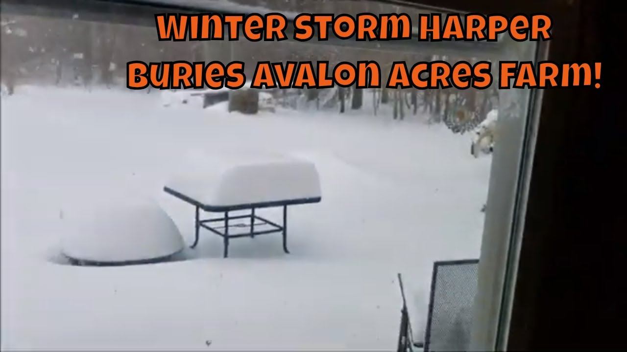 Winter Storm Harper hits Avalon Acres Farm! смотреть онлайн