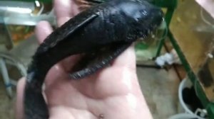 Анцитрус взрослая самка