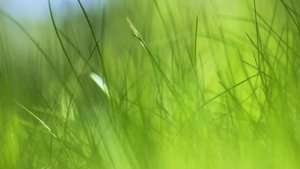 Мы пройдёмся по рассвету