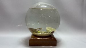 Аквамир  - шар без отверстий с креветками