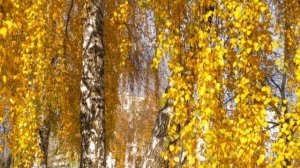 М.Пришвин. "Начало осени"