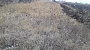 Т-150к пахота с плугом плн 4-35
