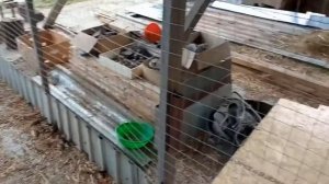 Джерсийские гиганты в курятнике