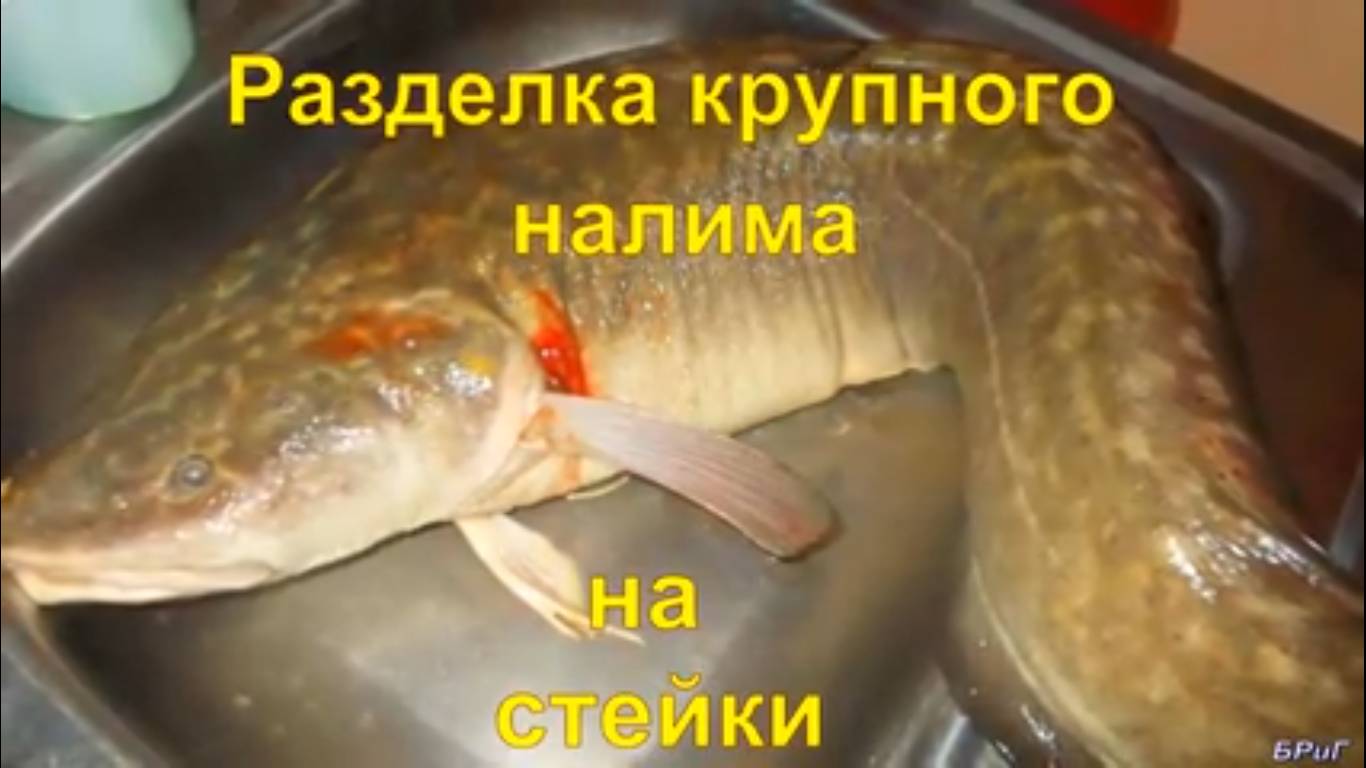 Разделка Крупного Налима На Стейки. смотреть онлайн
