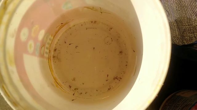 Guppy Gives Birth 16 || Salem - Tamil смотреть онлайн