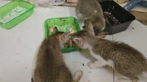 Мои индийские котята