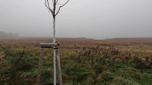 Bird Photography Walk - Sony A7IV and Sony FE 200-600mm + Sony 1.4 Teleconverter