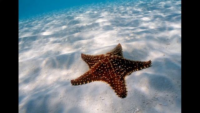 #Стихи #Морская_звезда #АвторскиеСтихи_НаталииМ смотреть онлайн