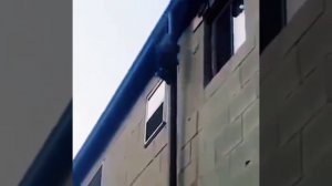 Звери рядом с нами