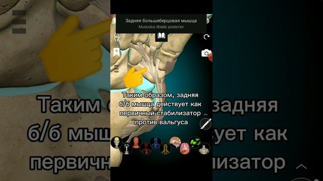 Причины плоскостопия и вальгусной деформации стопы