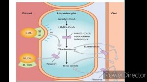 Dyslipedemia revision مراجعة الفرقة الثالثة طب بشري د اسامة ابوطالب