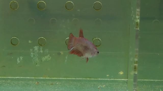 #f312 аквариумная рыбка петушок самочка халфмун смотреть онлайн