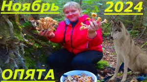 Лезу за ОПЯТАМИ по Деревьям с Лесницей #грибы #опята2024