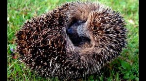 Бедный ёжик