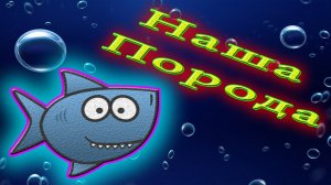 Аквариумная рыбка Геротиляпия мультиспиноза