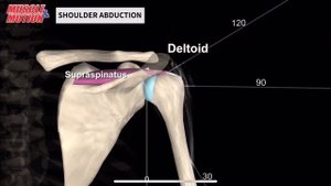 Надостная мышца. 3d anatomy. MUSCLE MOTION
