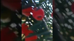 Тис ягодный.