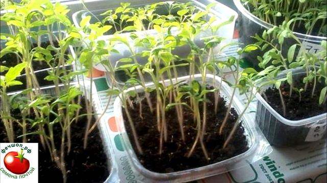 Плохо растет рассада. Почему появляются скрученные листья?