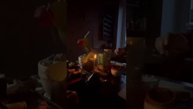 Чайный клуб Cactusstone