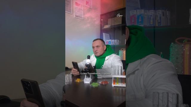 Зачем сажать тую вдоль профнастила? 🤔