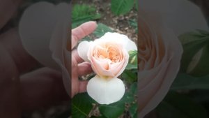 1 мая 24 Розы, Клематисы, Вейгелы...                                            Роза Амур де Молен