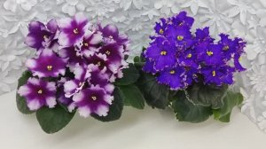 Фиалки РС-Чудо и НД-Сливовица