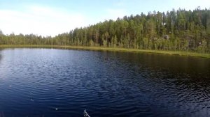 Ламба окуневая! Морошка почти созрела! Море окуня!