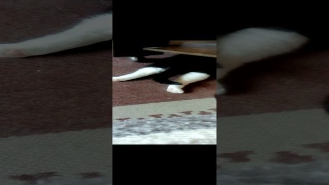 СЫЩЩЩ