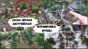Сосна чёрная австрийская. Формировка кроны.