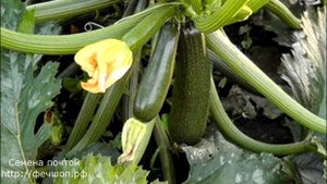 Почему гниют завязи кабачков?