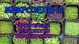 МИКРОЗЕЛЕНЬ. ПРОСТЕЙШАЯ ТЕХНОЛОГИЯ ВЫРАЩИВАНИЯ