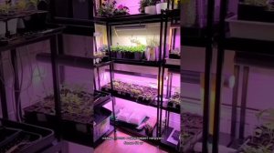 Стеллаж для рассады🌱