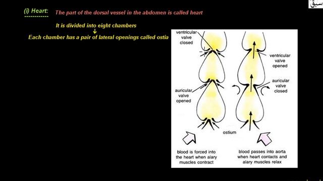 Blood Vessel in Cockroach, Biology Lecture | Sabaq.pk смотреть онлайн